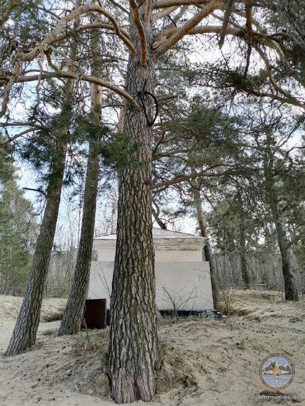 дом_кот_сестрорецк_7_мая_дерево2.jpg