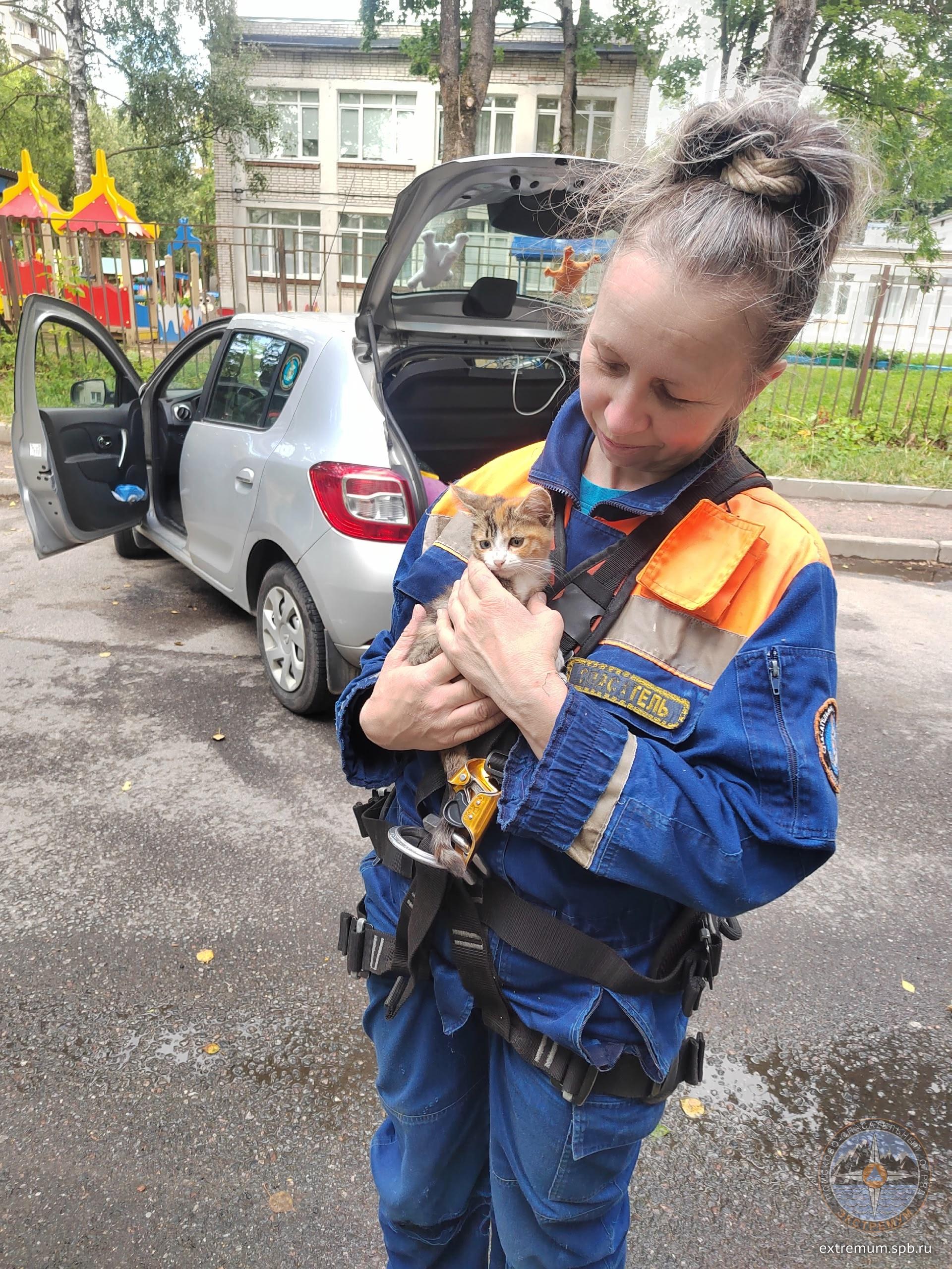 16.08.25. Домашний котенок на чужом балконе, Красное Село.jpg