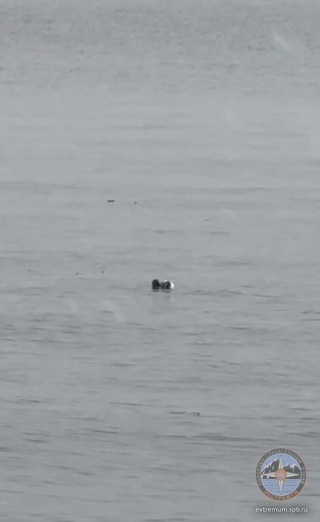 Точечный рисунок.jpg