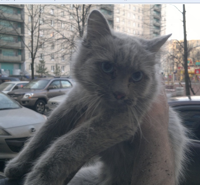 кот4.jpg