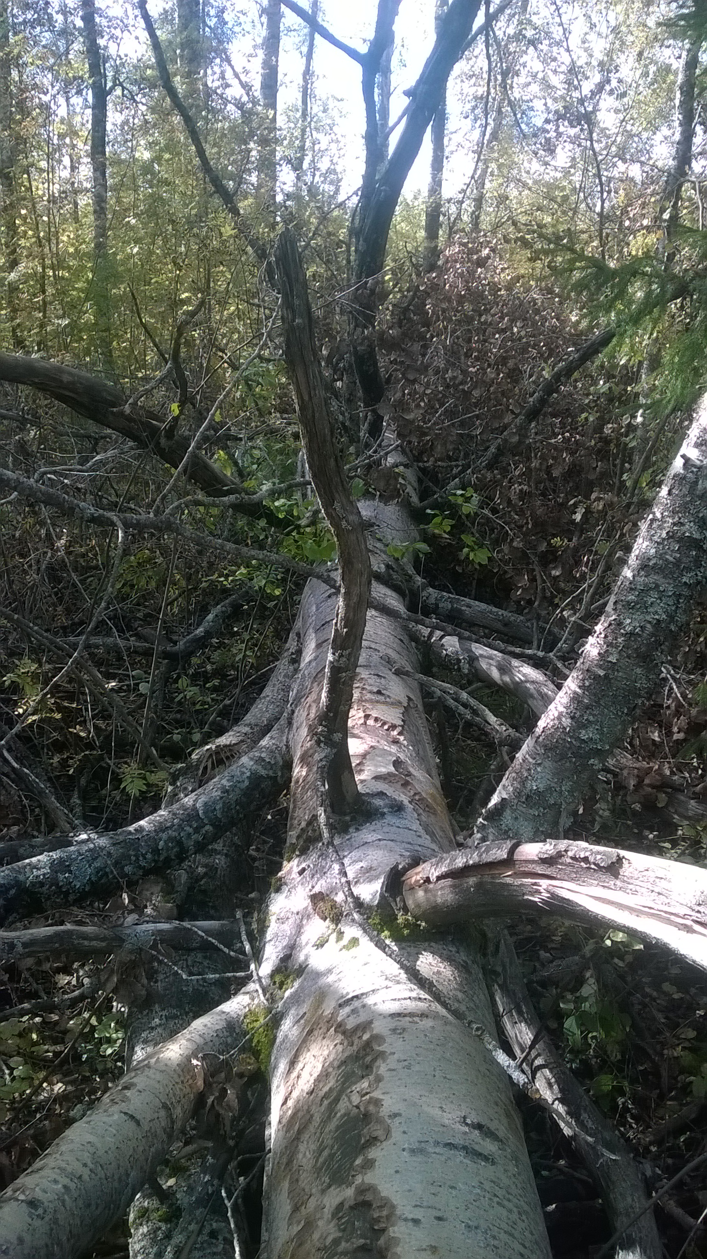 WP_20160908_012.jpg