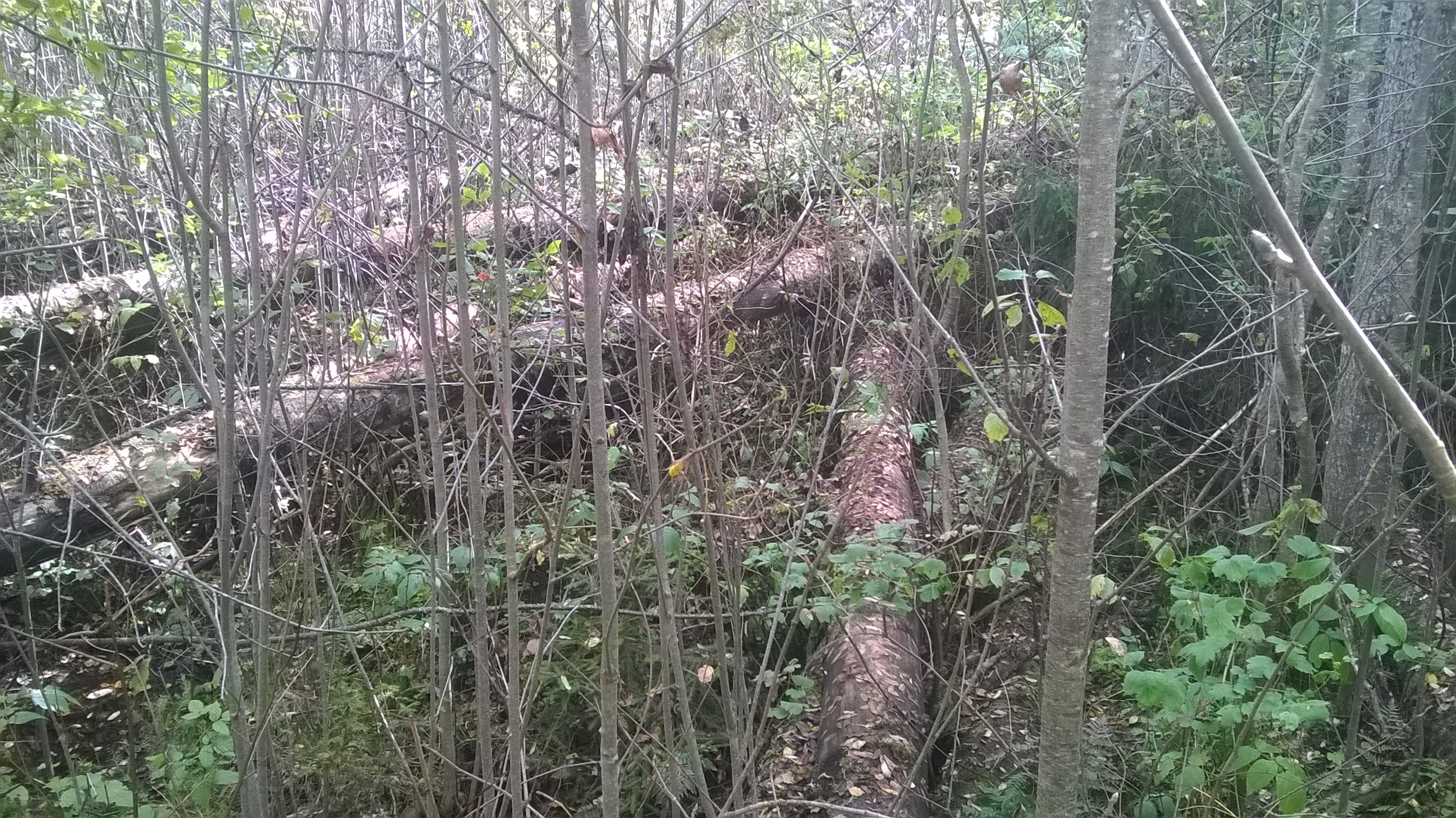 WP_20160908_014.jpg