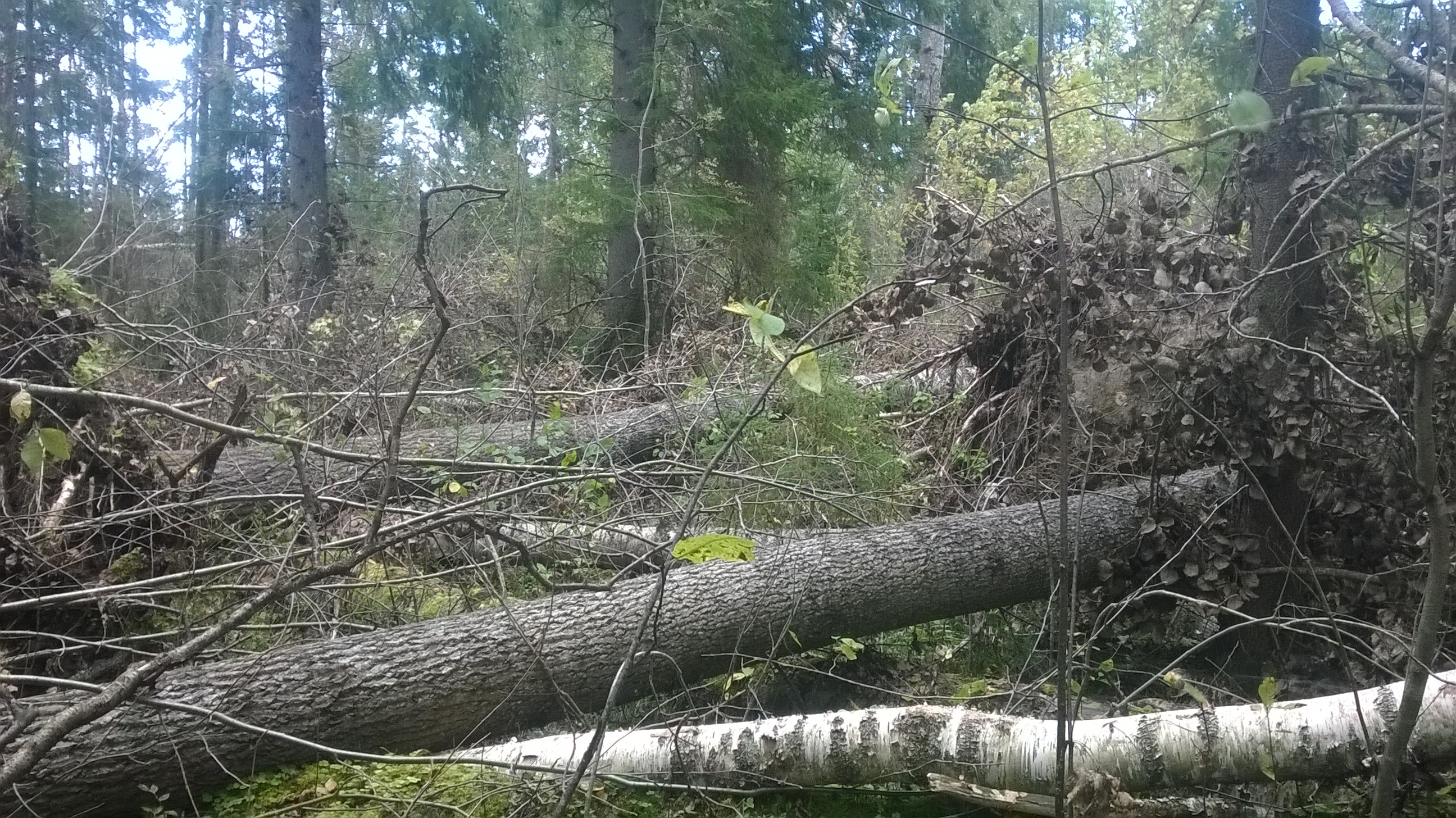 WP_20160908_015.jpg