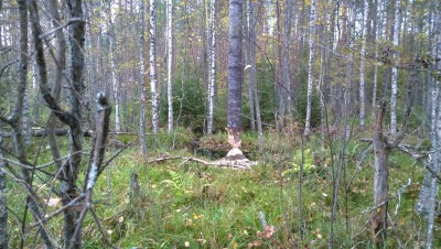 WP_20160926_16_46_19_Pro.jpg