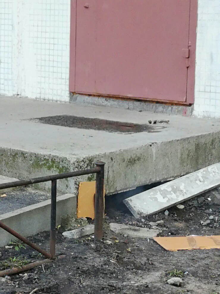 кот.jpg
