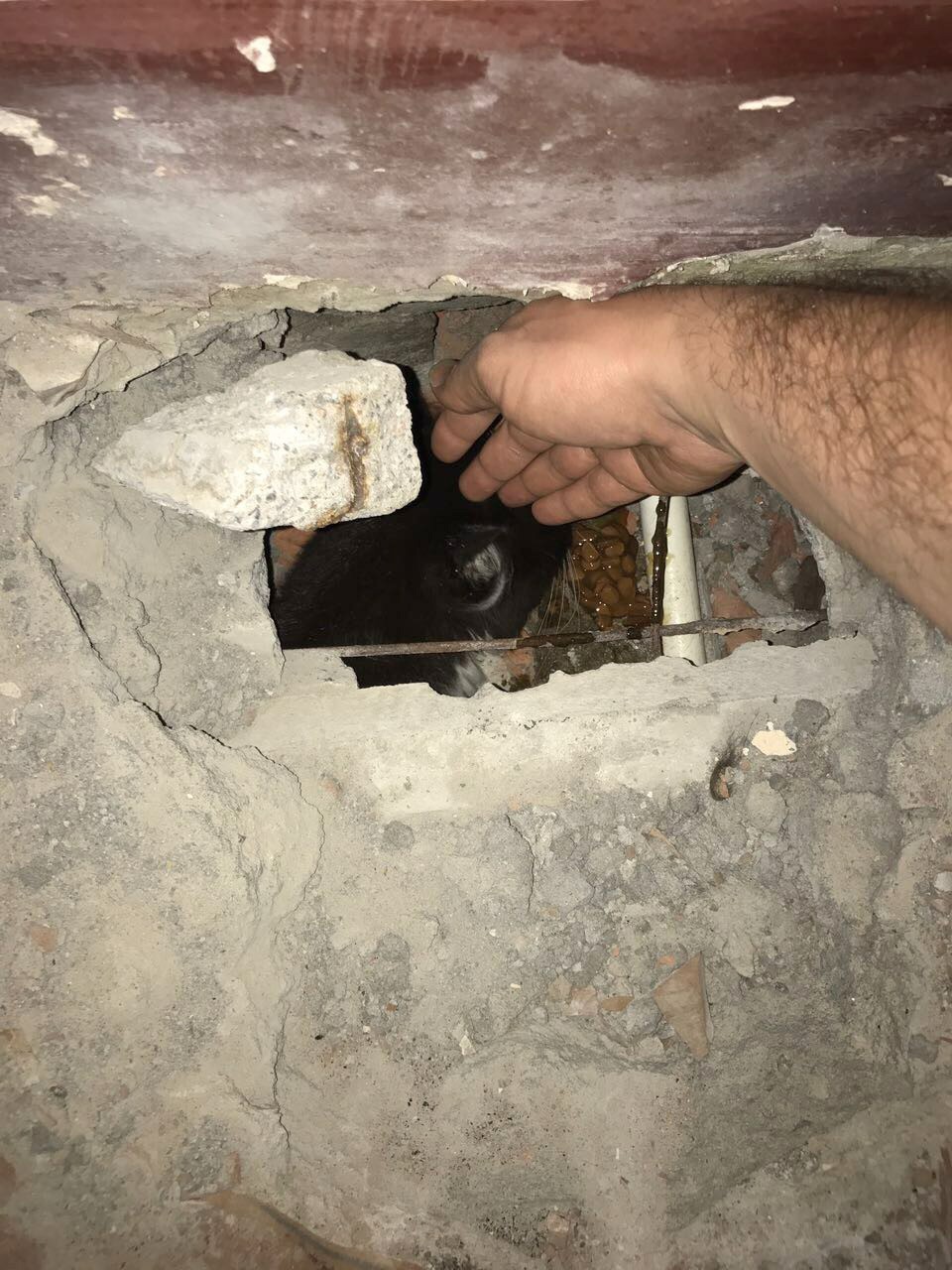 кот в подвале.jpg