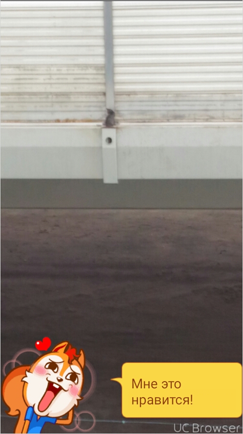 кот на КАД2.jpg