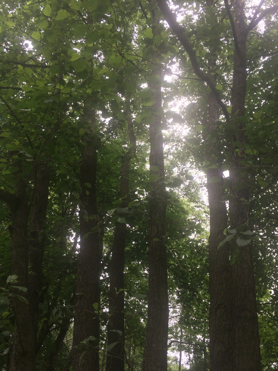 кот Сестрорецк.jpg