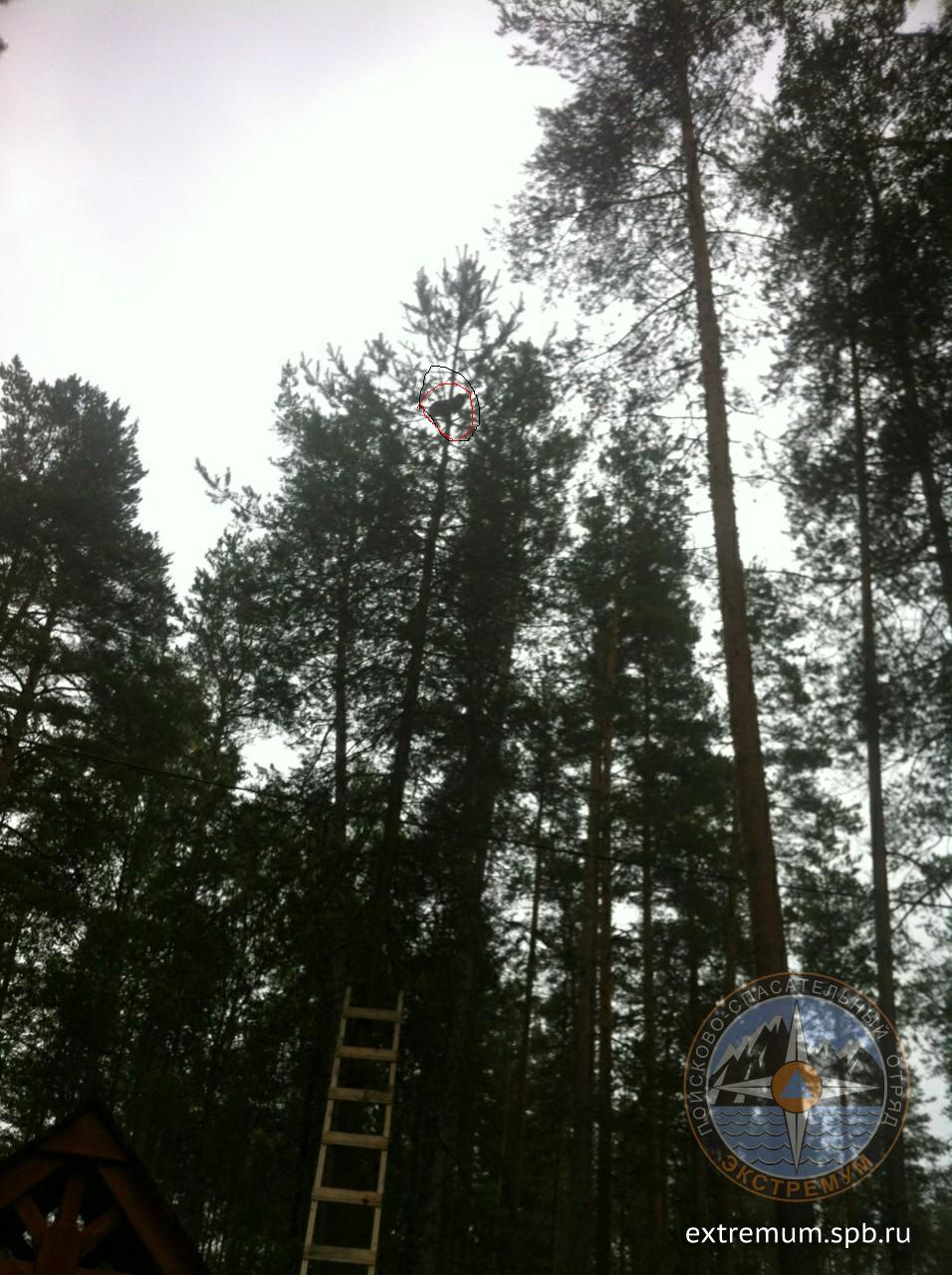 кот ягодное 1.jpg