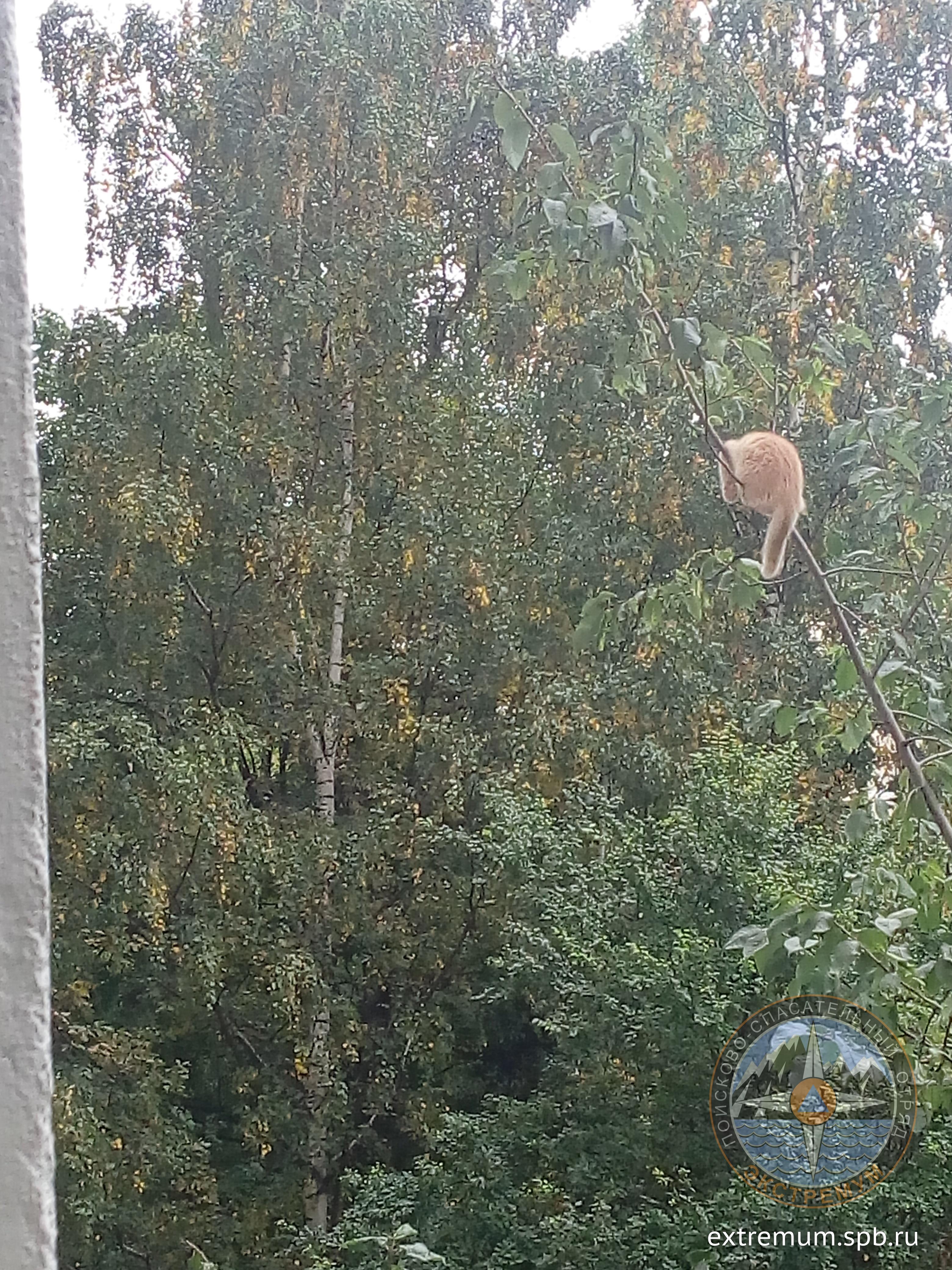 купчинская 1.jpg