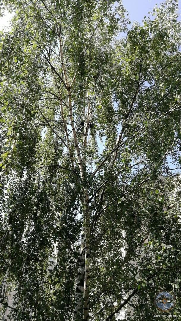 культуры 3.jpg