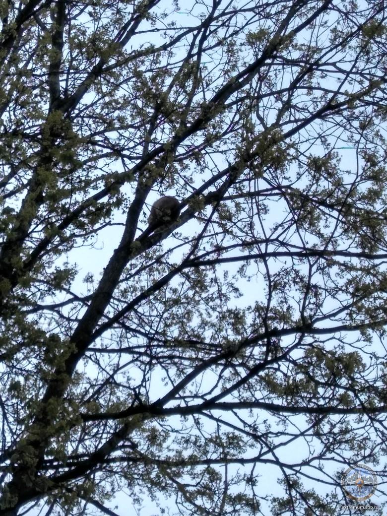 кот Гатчина.jpg