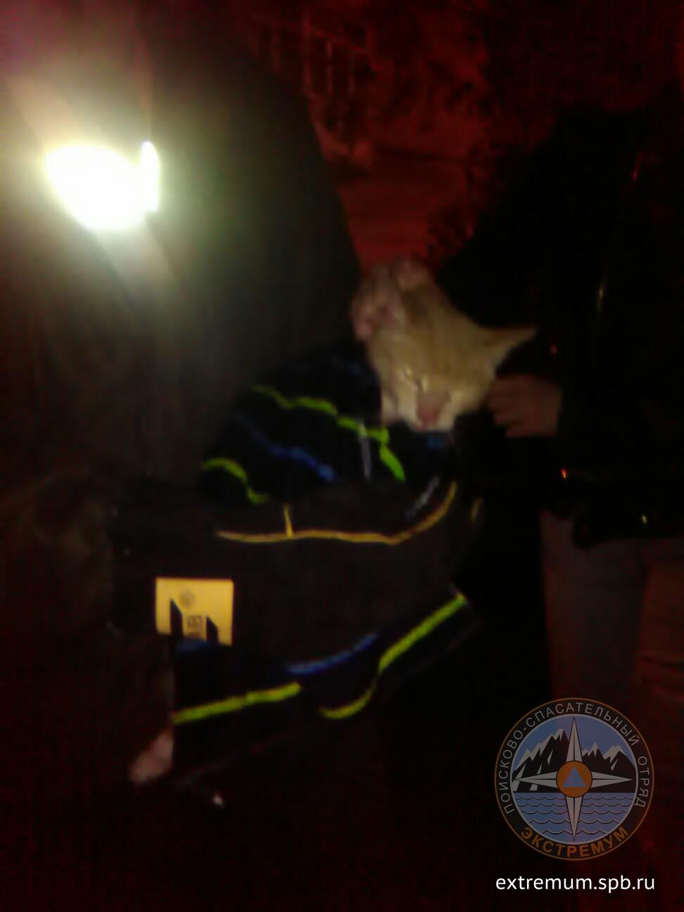 кот на земле.jpg