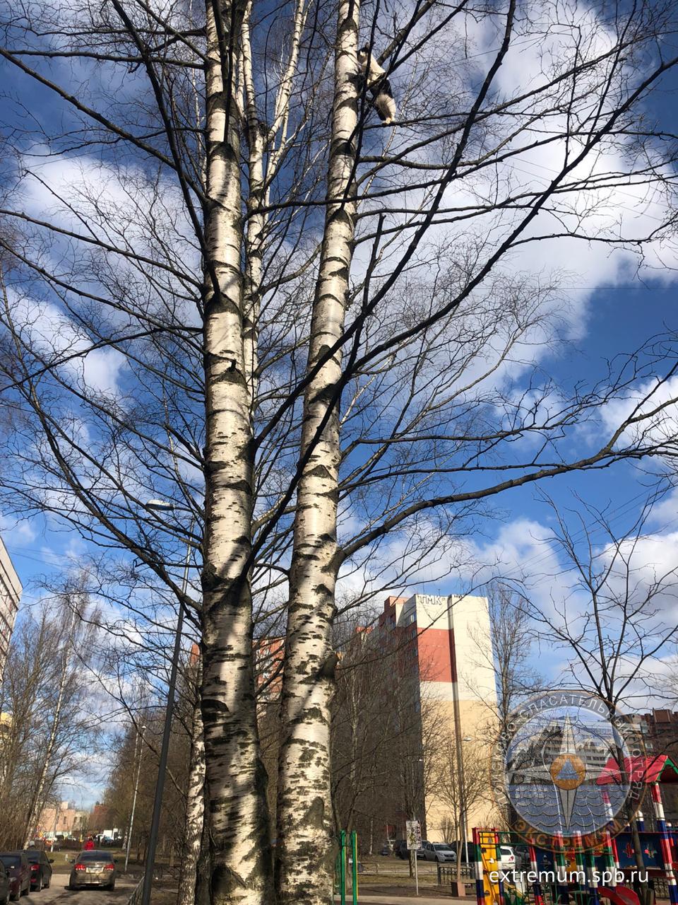 Кот на березе Жукова.jpg