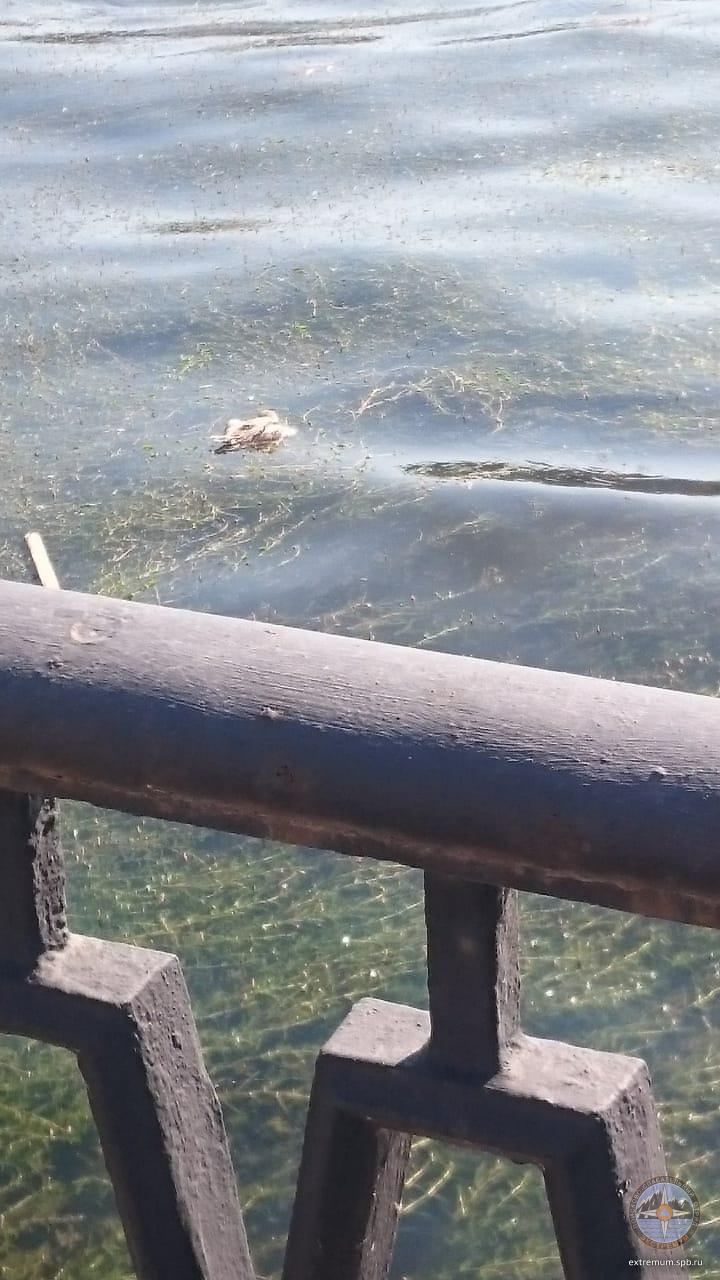 WhatsApp Image 2020-06-26 at 17.02.08.jpeg