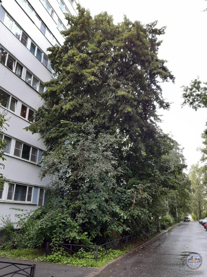 WhatsApp Image 2020-07-29 at 17.50.52.jpeg