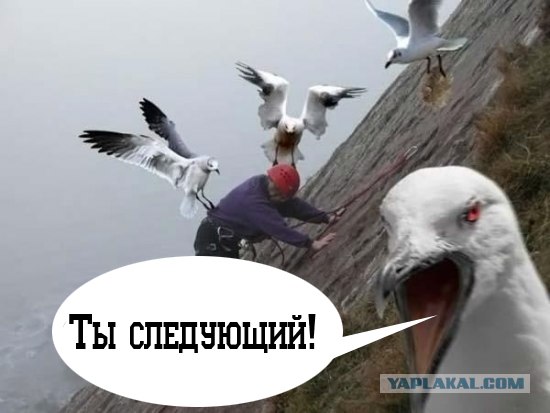 чай.jpg