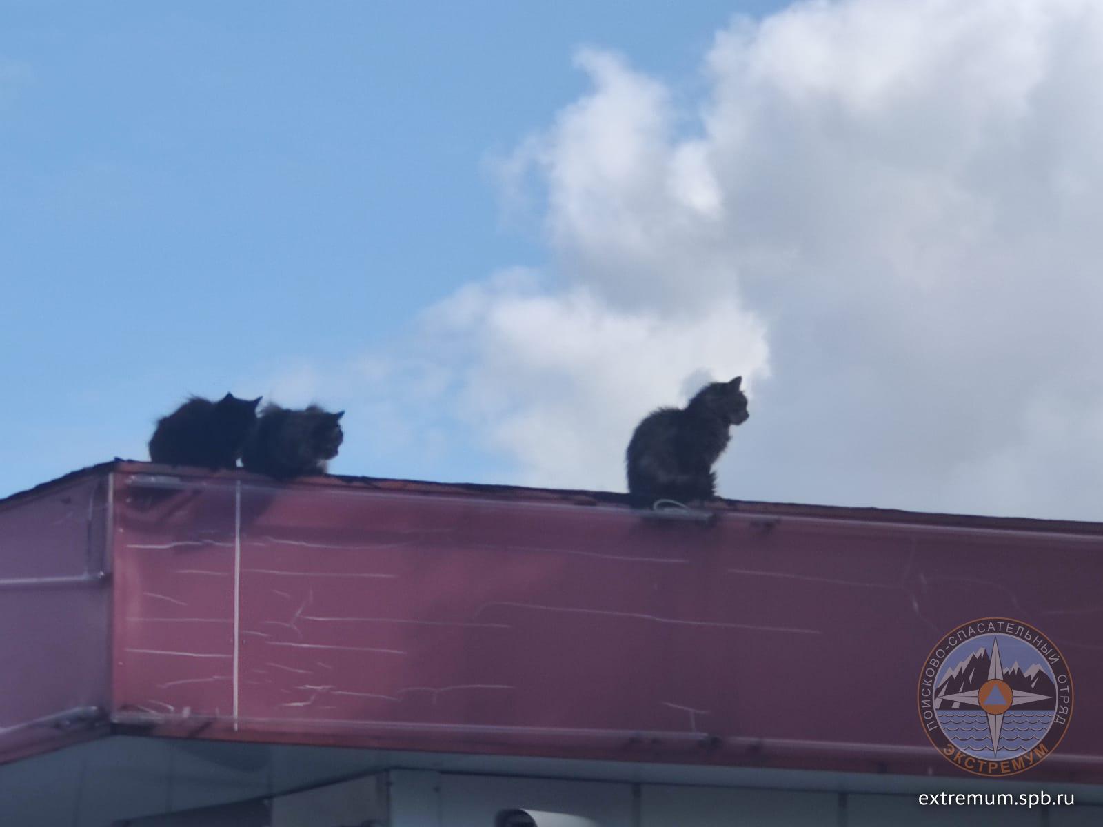 WhatsApp Image 2020-08-13 at 15.59.29.jpeg