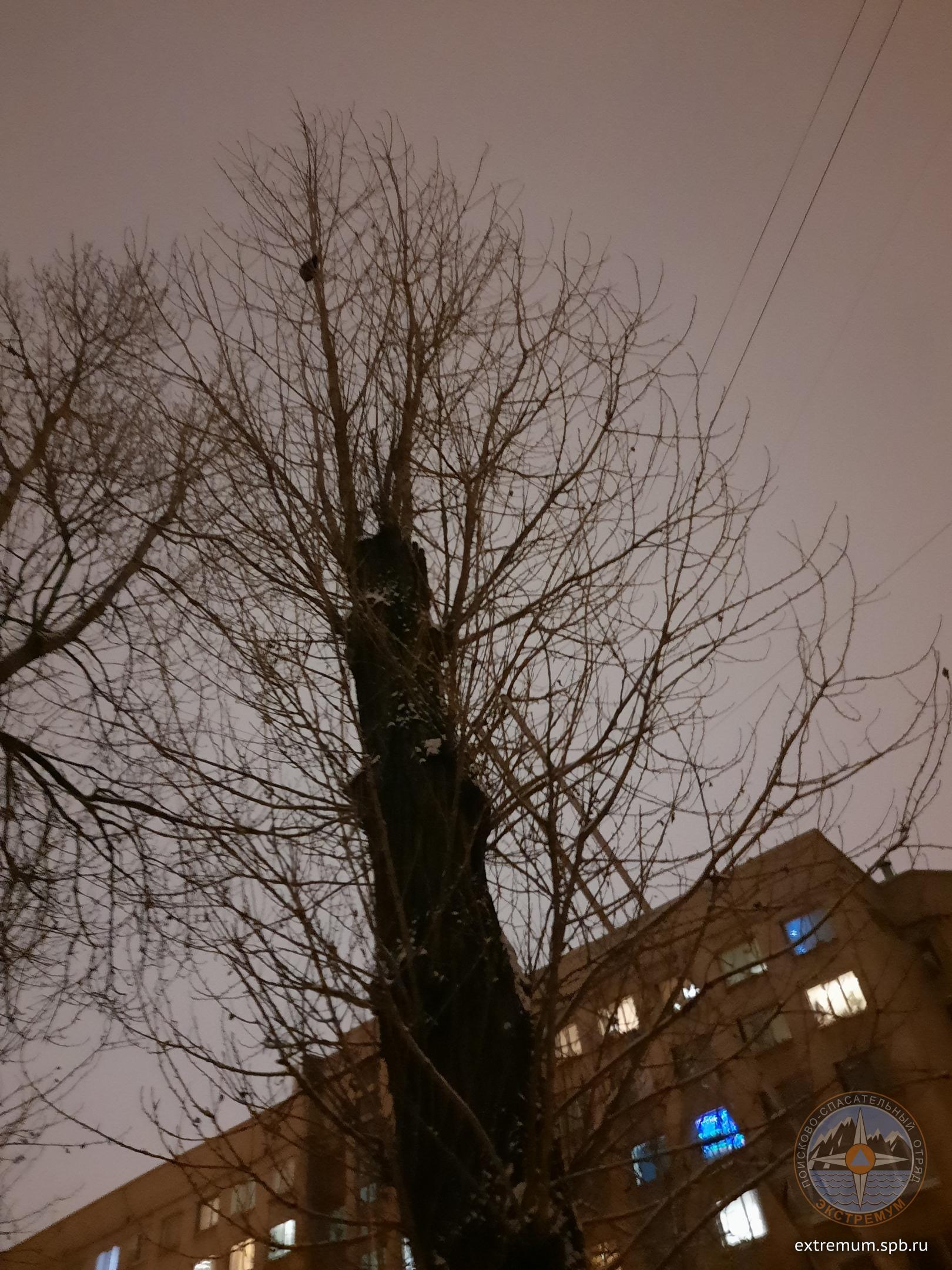 кот Белоостровская.jpg