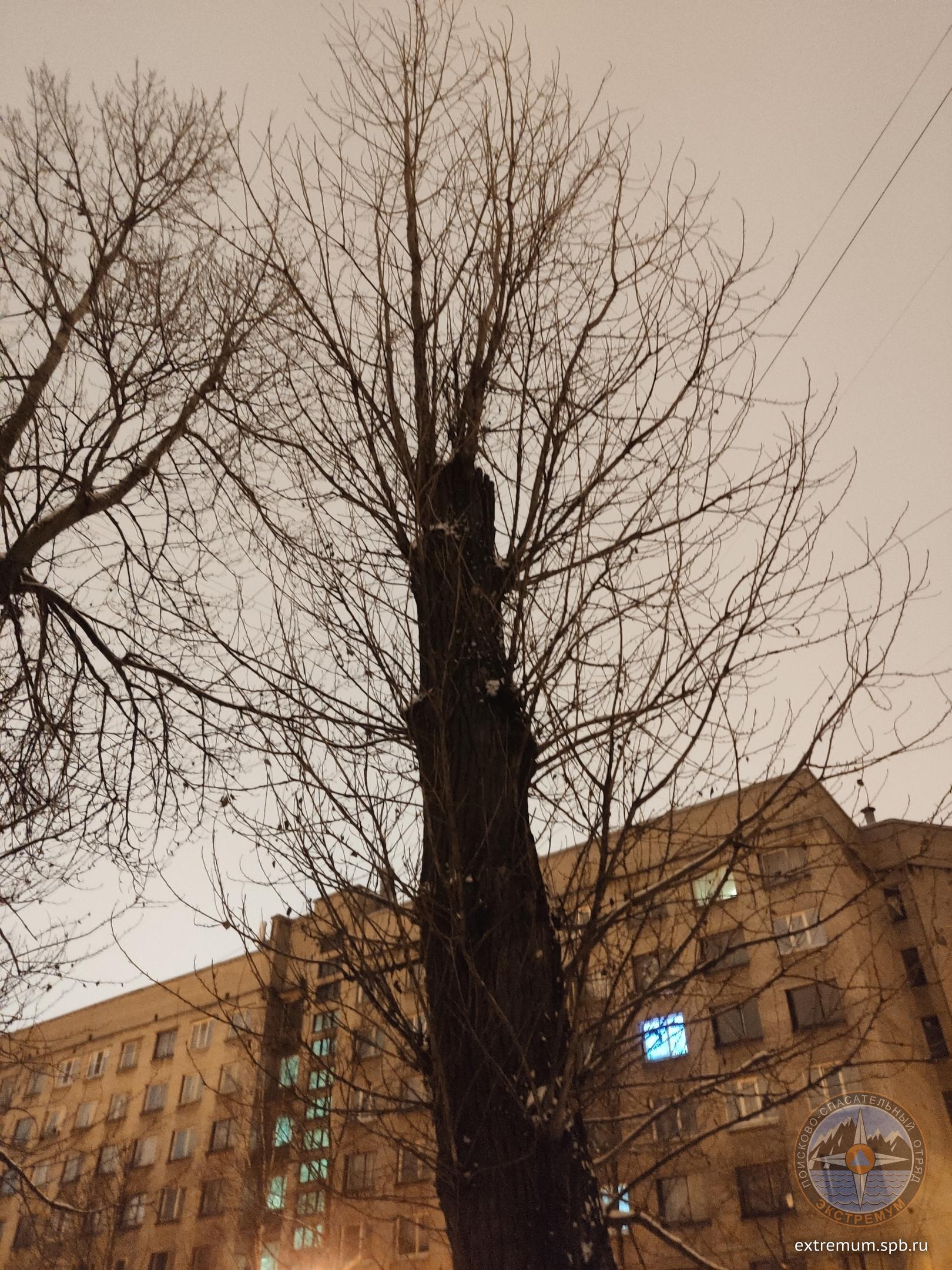 кот Белоостровская.jpg